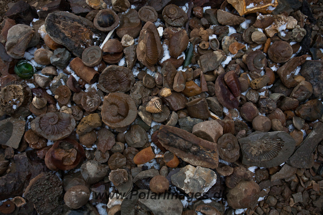 Fossil collection, Snow Hill Island_MG_6926