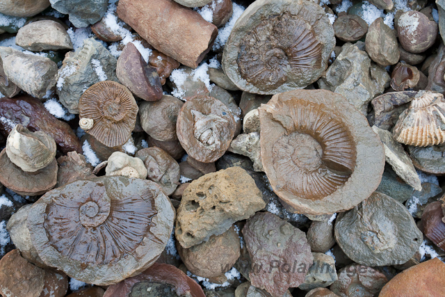 Fossil collection, Snow Hill Island_MG_6932