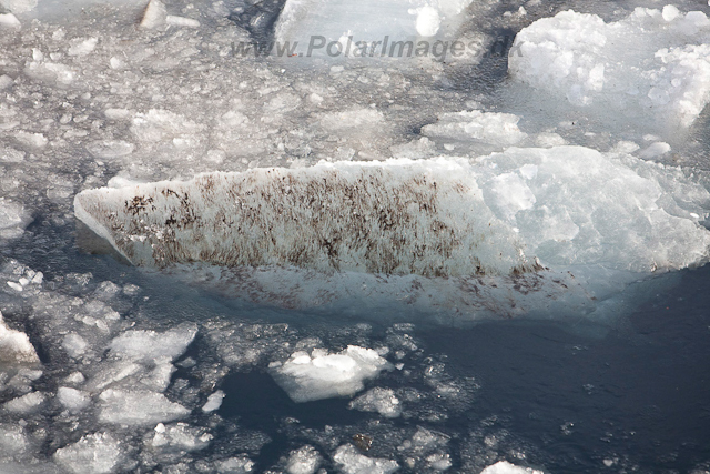 Ice algae_MG_4962