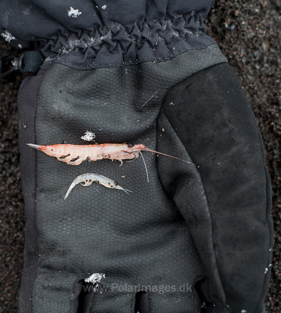 Krill, Hannah Point, Livingston Island_MG_4075