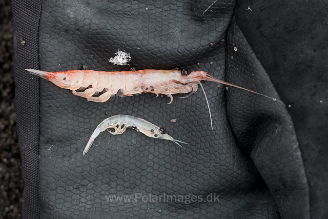 Krill, Hannah Point, Livingston Island_MG_4076