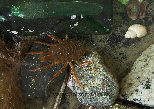 Palmer Station Giant Isopod PICT1174