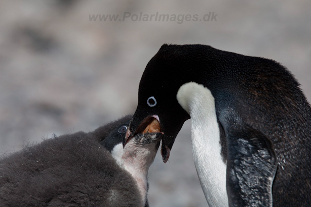 Adelie Penguin_MG_6840