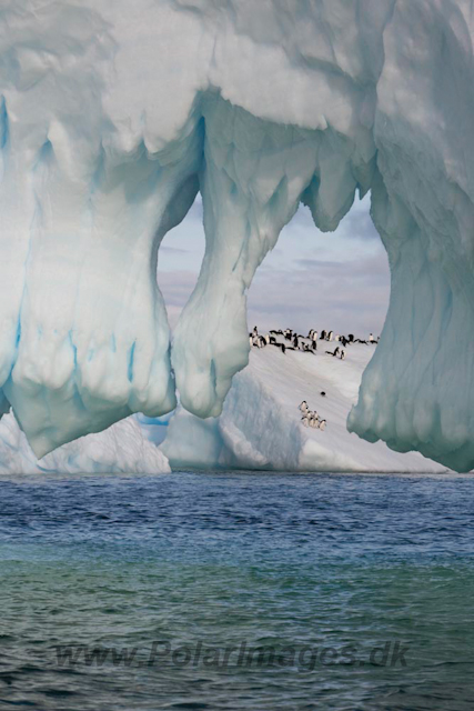 Adelie Penguins_MG_7147