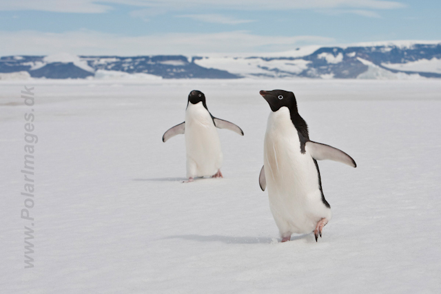 Adelie Penguins on the fast ice_MG_5098