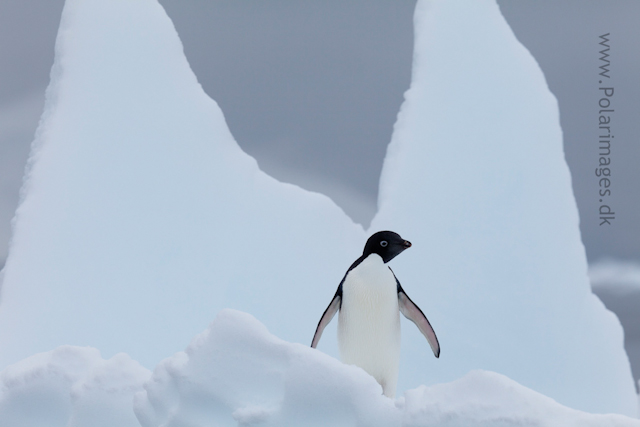 Adelie penguin, Paradise Bay_MG_2152