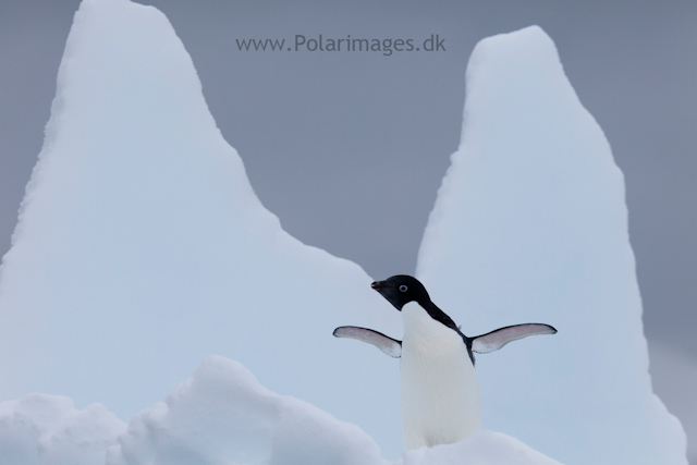 Adelie penguin, Paradise Bay_MG_2159