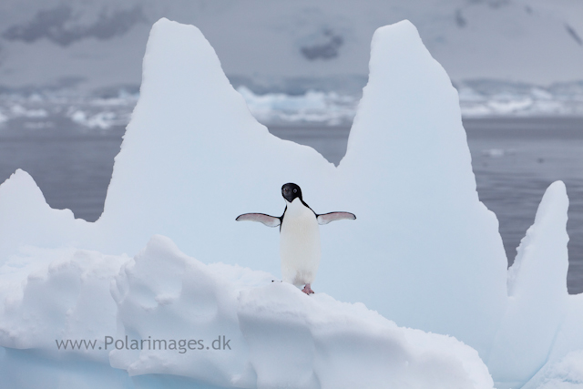 Adelie penguin, Paradise Bay_MG_2179