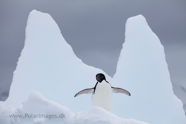 Adelie penguin, Paradise Bay_MG_2184