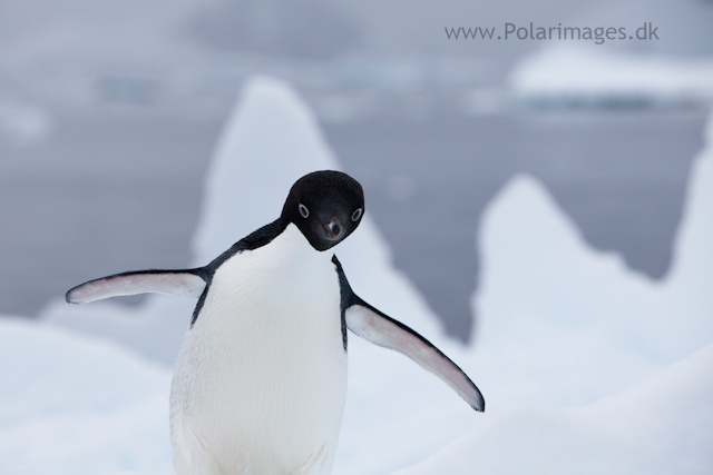 Adelie penguin, Paradise Bay_MG_2203