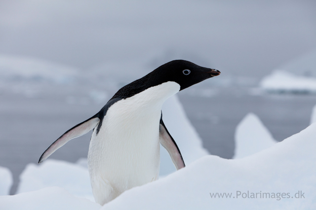 Adelie penguin, Paradise Bay_MG_2208