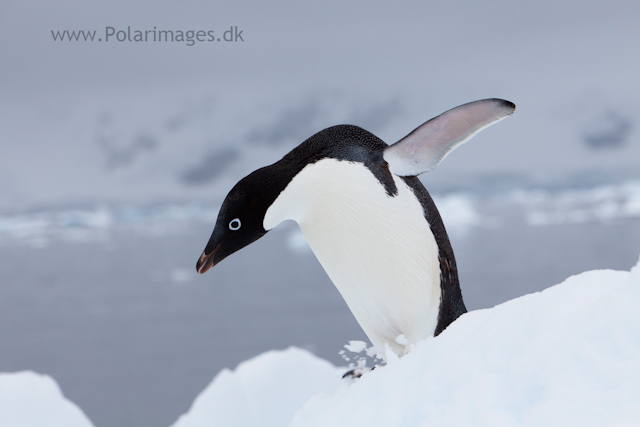 Adelie penguin, Paradise Bay_MG_2213