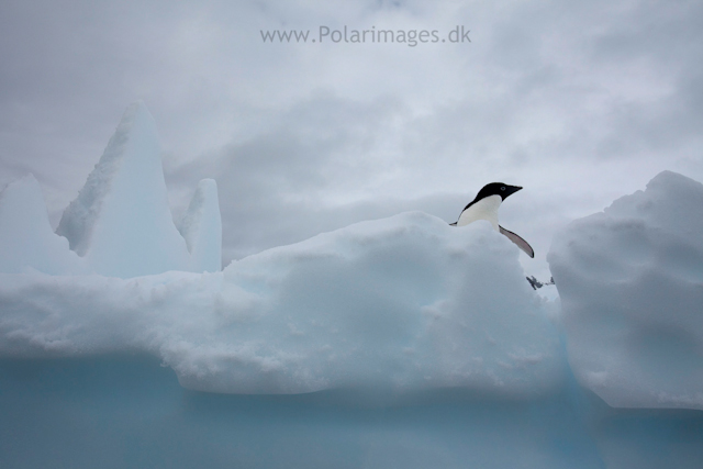 Adelie penguin, Paradise Bay_MG_2245