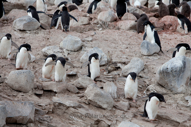 Adelie penguin highway, Paulet Island_MG_3572