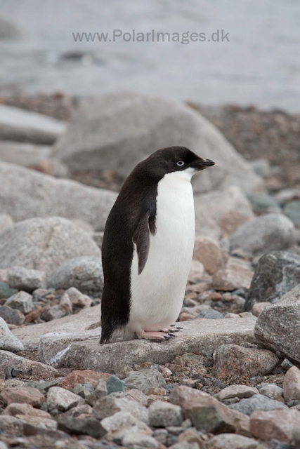 Adelie penguin yearling, Neko Harbour_MG_3620