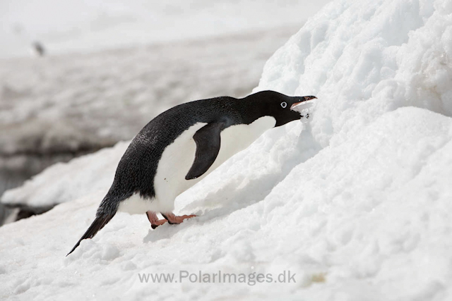 Adelie penguins, Brown Bluff_MG_1614