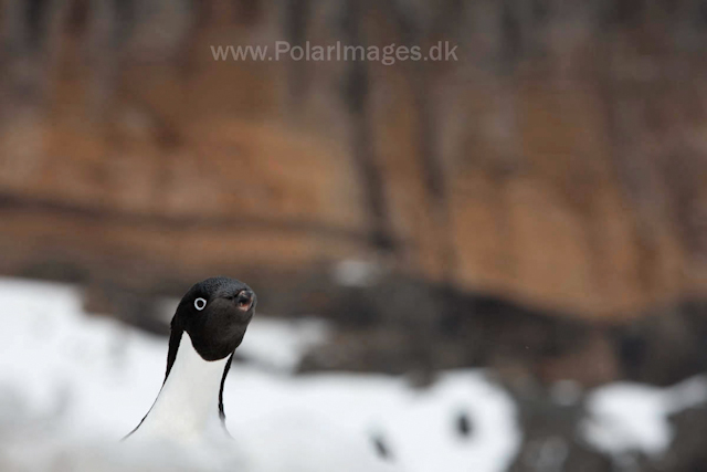 Adelie penguins, Brown Bluff_MG_1626