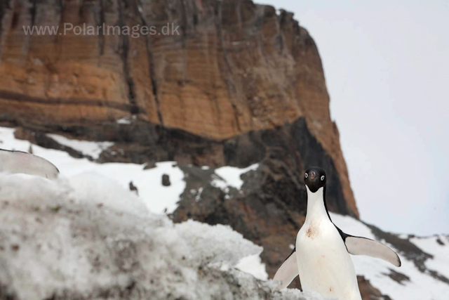 Adelie penguins, Brown Bluff_MG_1630