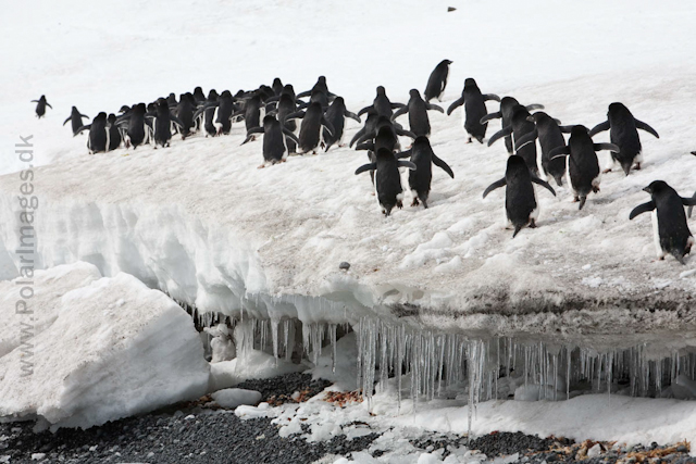 Adelie penguins, Brown Bluff_MG_1634