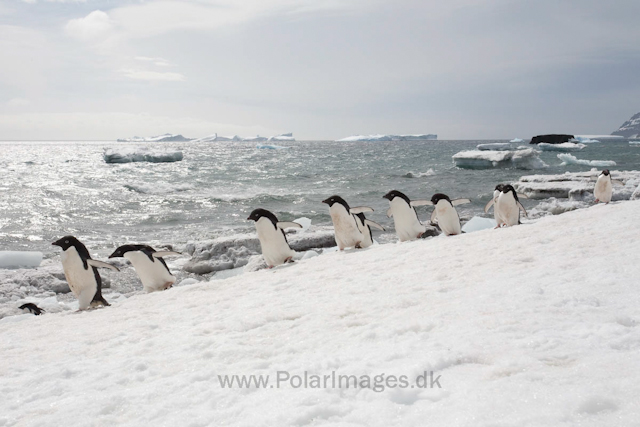 Adelie penguins, Brown Bluff_MG_1678