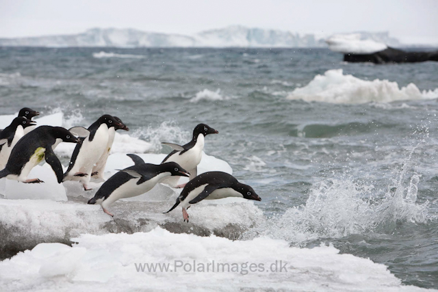 Adelie penguins, Brown Bluff_MG_1772