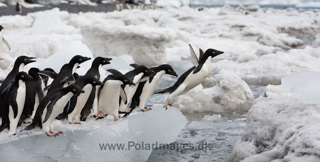 Adelie penguins, Brown Bluff_MG_1783