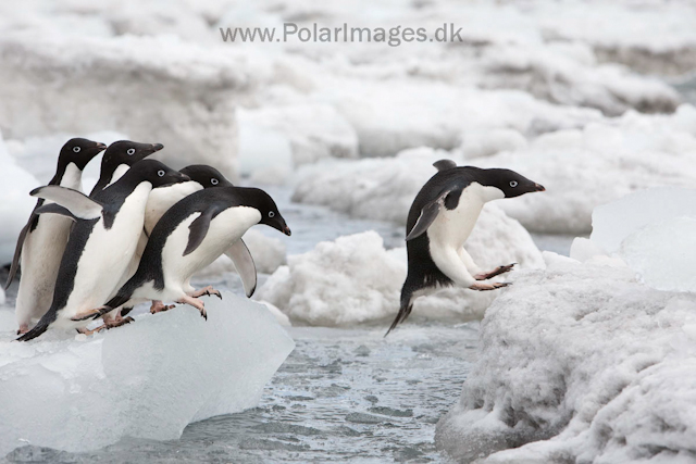 Adelie penguins, Brown Bluff_MG_1789