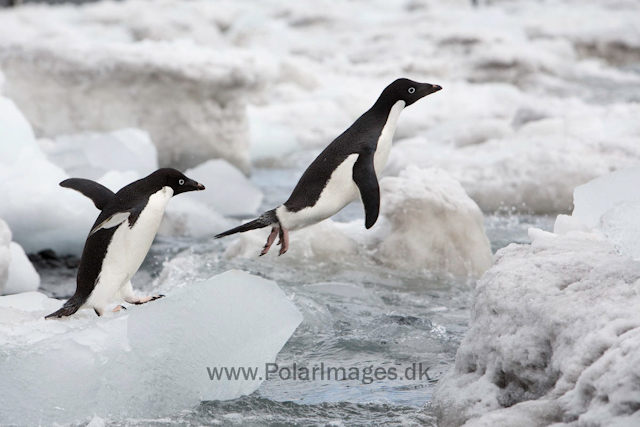 Adelie penguins, Brown Bluff_MG_1800