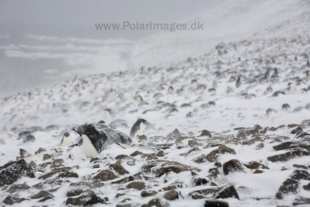 Adelie penguins, Devil Island_MG_1820