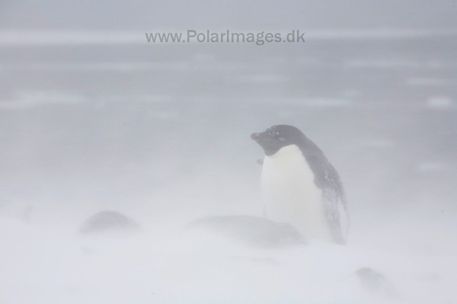 Adelie penguins, Devil Island_MG_1849