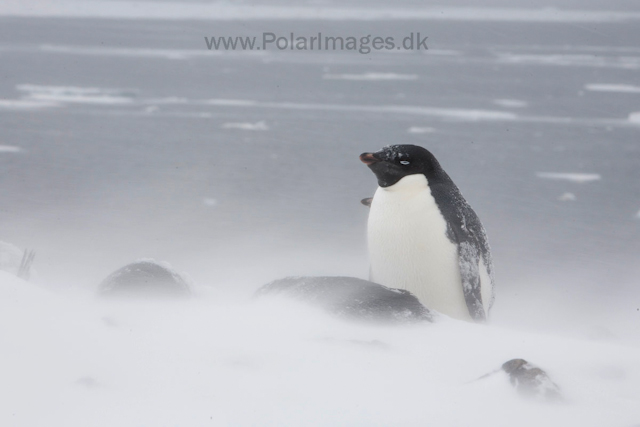 Adelie penguins, Devil Island_MG_1858