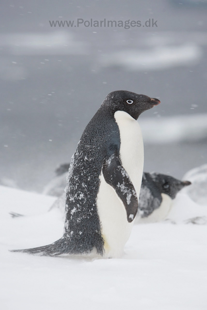 Adelie penguins, Devil Island_MG_1866