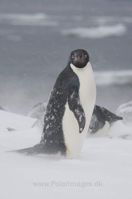 Adelie penguins, Devil Island_MG_1869