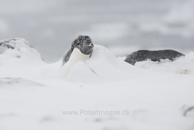 Adelie penguins, Devil Island_MG_1895