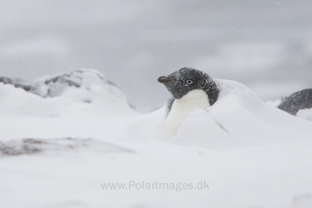 Adelie penguins, Devil Island_MG_1897