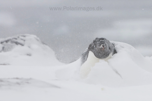 Adelie penguins, Devil Island_MG_1906