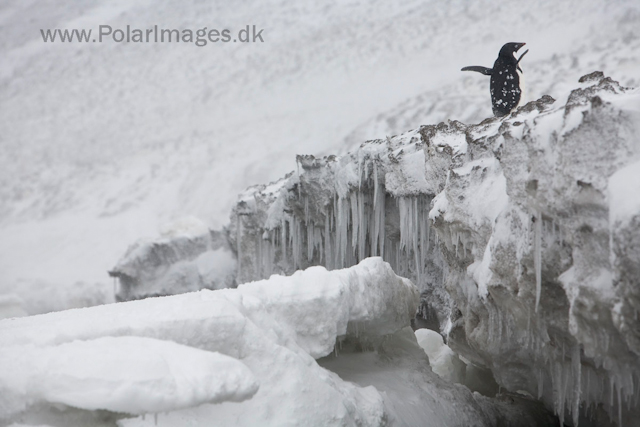 Adelie penguins, Devil Island_MG_1922