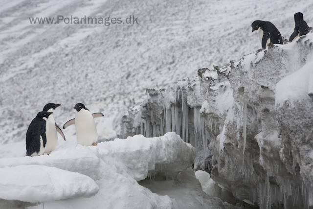 Adelie penguins, Devil Island_MG_1925