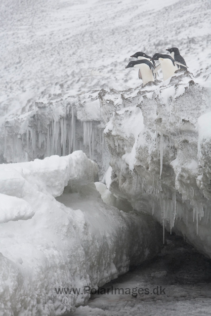 Adelie penguins, Devil Island_MG_1937