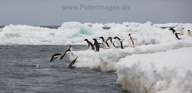 Adelie penguins, Paulet Island_MG_1994