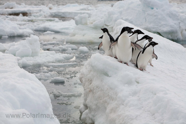 Adelie penguins, Paulet Island_MG_2013