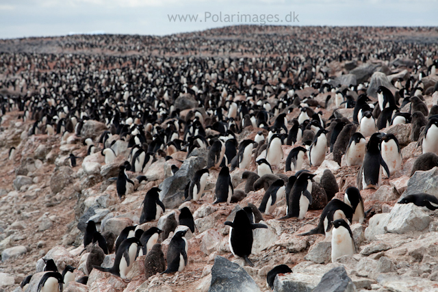 Adelie penguins, Paulet Island_MG_3577