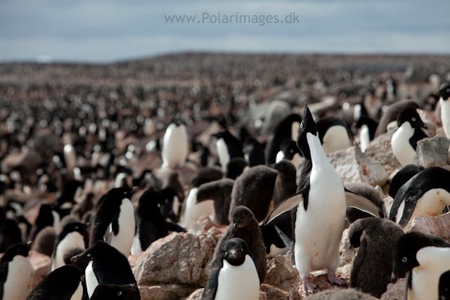 Adelie penguins, Paulet Island_MG_3592