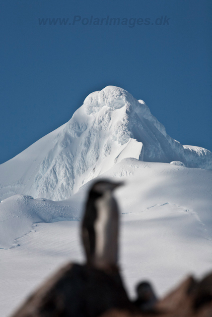Chinstrap Penguins, Half Moon Island_MG_5214