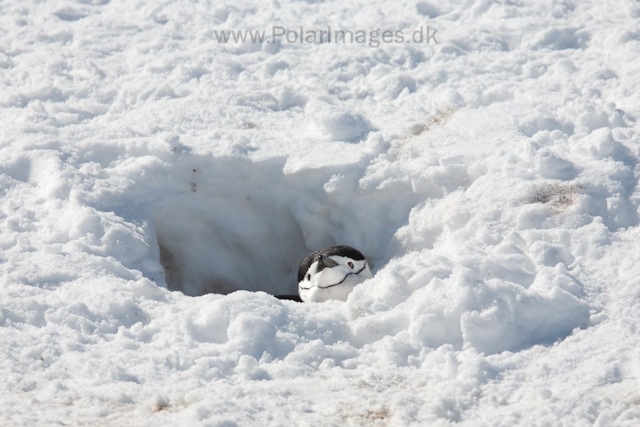 Chinstrap penguin, Half Moon Island_MG_2060