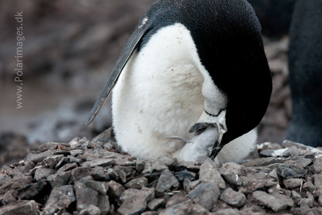 Chinstrap penguin feeding chick, Half Moon Island_MG_1612