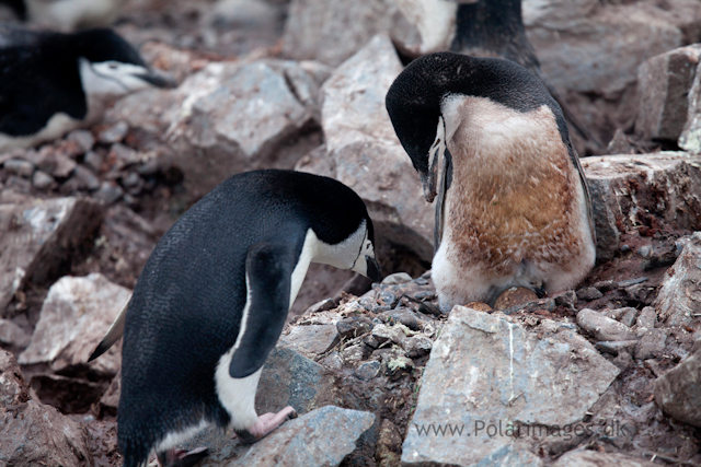 Chinstrap penguin nest relief, Half Moon Island_MG_1486