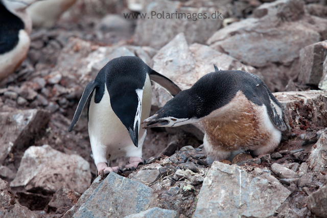 Chinstrap penguin nest relief, Half Moon Island_MG_1487