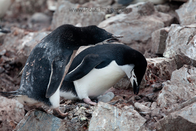 Chinstrap penguin nest relief, Half Moon Island_MG_1530