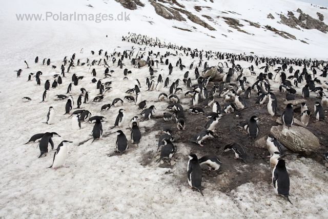 Chinstrap penguins, Baily Head, Deception Island_MG_1107